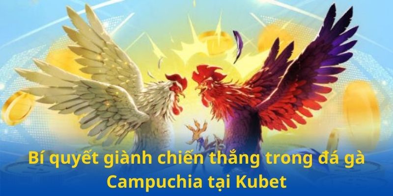 Bí quyết giành chiến thắng trong đá gà Campuchia tại Kubet