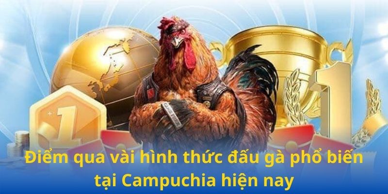 Điểm qua vài hình thức đấu gà phổ biến tại Campuchia hiện nay